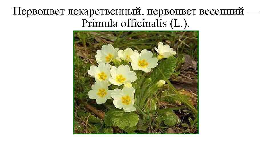 Первоцвет лекарственный, первоцвет весенний — Primula officinalis (L. ). 