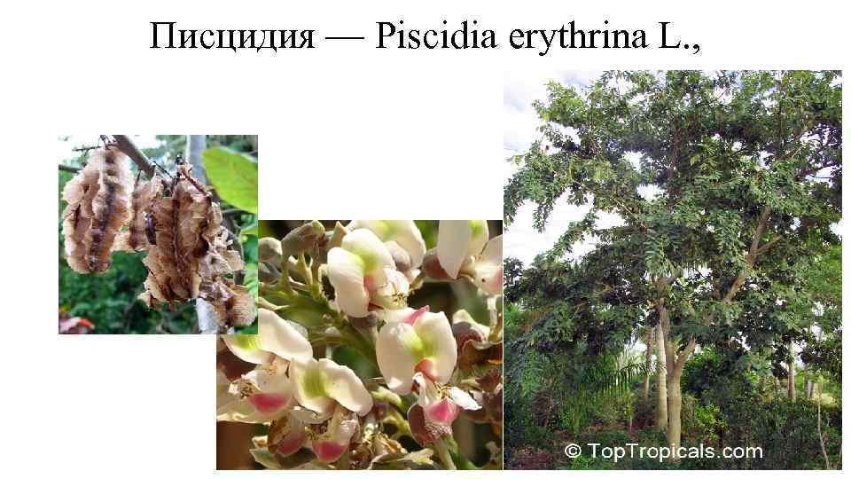 Писцидия — Piscidia erythrina L. , 