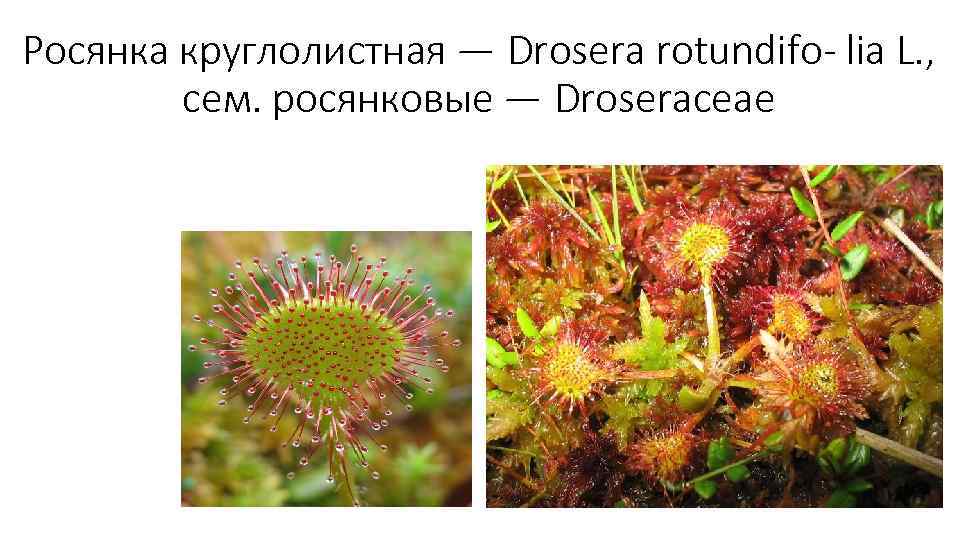 Росянка круглолистная — Drosera rotundifo- lia L. , сем. росянковые — Droseraceae 