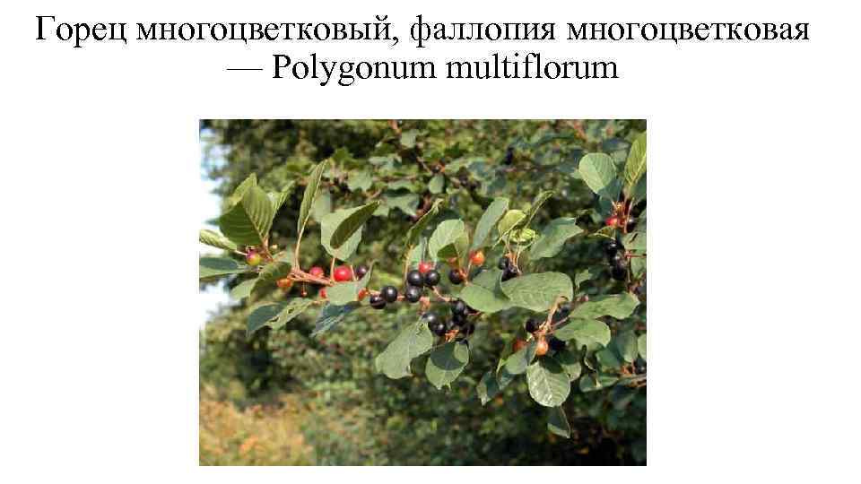 Горец многоцветковый, фаллопия многоцветковая — Polygonum multiflorum 