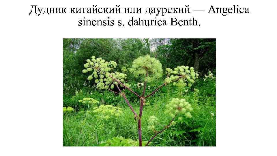 Дудник китайский или даурский — Angelica sinensis s. dahurica Benth. 