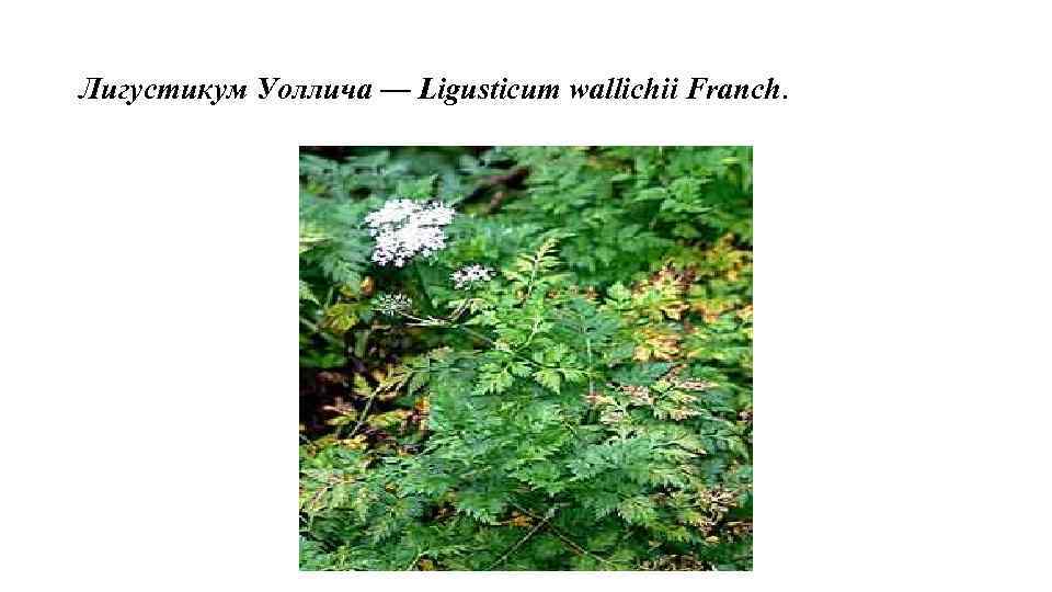 Лигустикум Уоллича — Ligusticum wallichii Franch. 