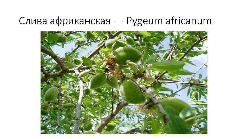 Слива африканская — Pygeum africanum 