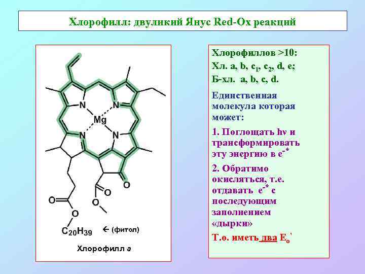 Тихвинский завод хлорофилловая