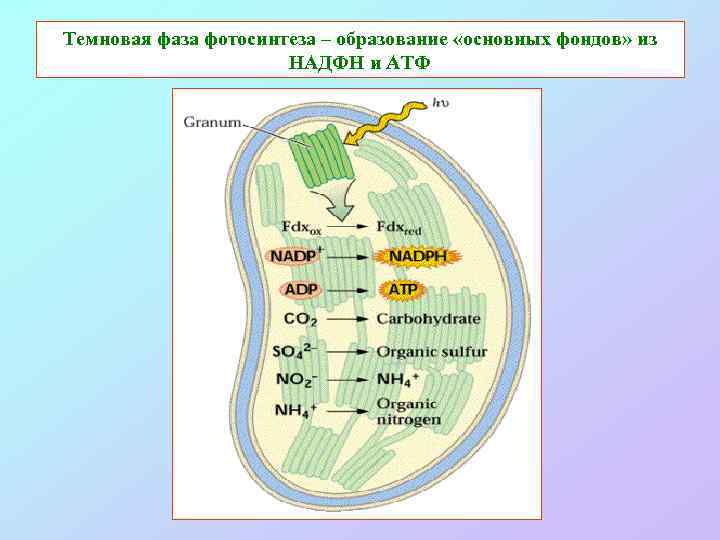 Темновая фаза фотосинтеза – образование «основных фондов» из НАДФН и АТФ 
