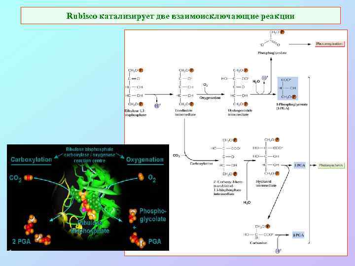 Rubisco катализирует две взаимоисключающие реакции 