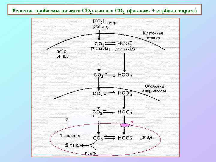 Решение проблемы низкого СО 2: «запас» СО 2 (физ-хим. + карбоангидраза) ? Тилакоид p.