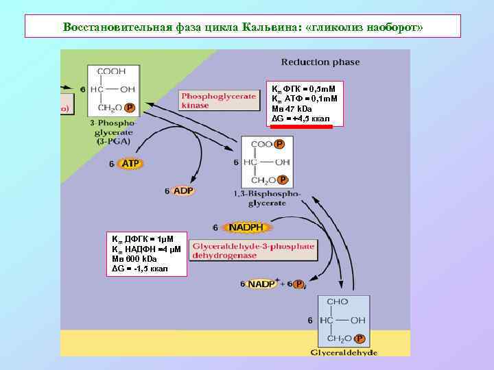 Восстановительная фаза цикла Кальвина: «гликолиз наоборот» Km ФГК = 0, 5 m. M Km