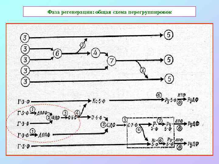 Фаза регенерации: общая схема перегруппировок 