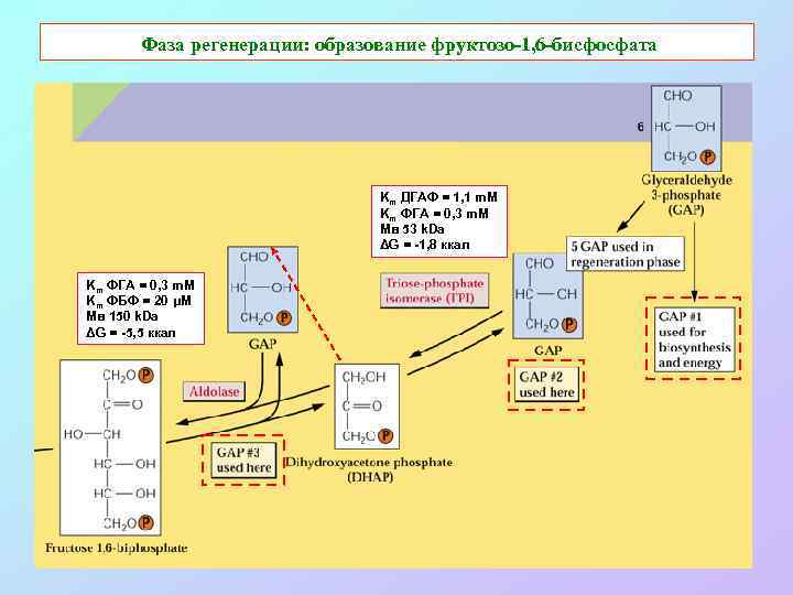 Фаза регенерации: образование фруктозо-1, 6 -бисфосфата Km ДГАФ = 1, 1 m. M Km