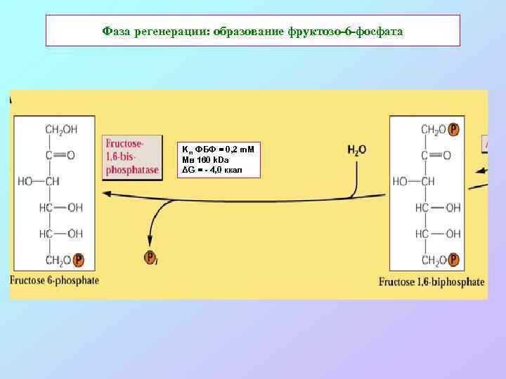 Фаза регенерации: образование фруктозо-6 -фосфата Km ФБФ = 0, 2 m. M Мв 160
