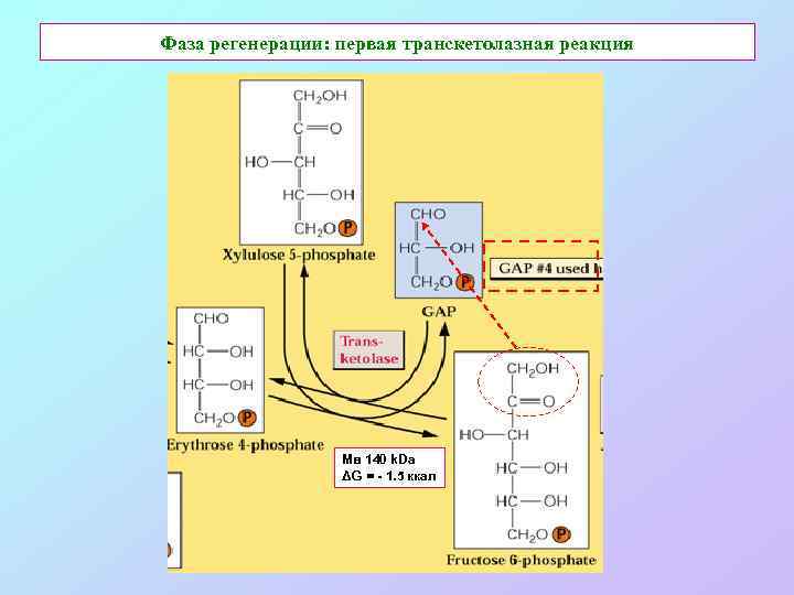 Фаза регенерации: первая транскетолазная реакция Мв 140 k. Da ΔG = - 1. 5