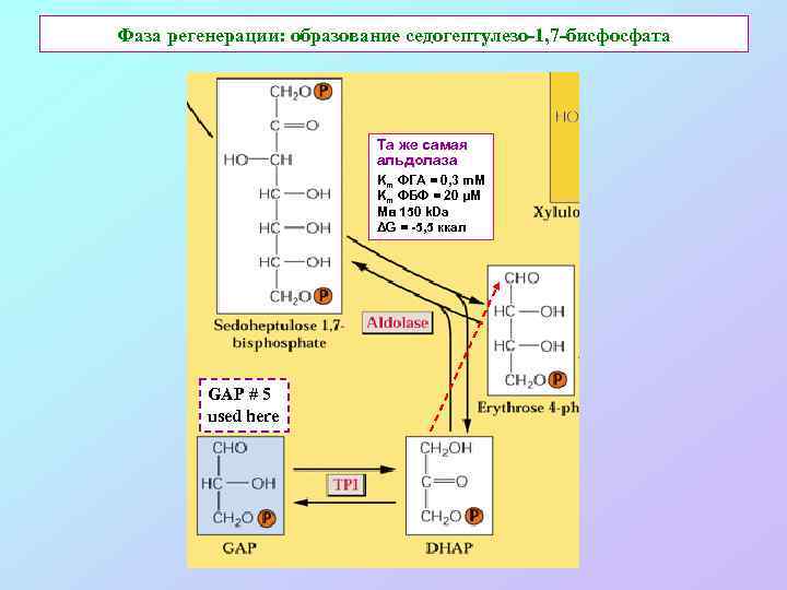 Фаза регенерации: образование седогептулезо-1, 7 -бисфосфата Та же самая альдолаза Km ФГА = 0,