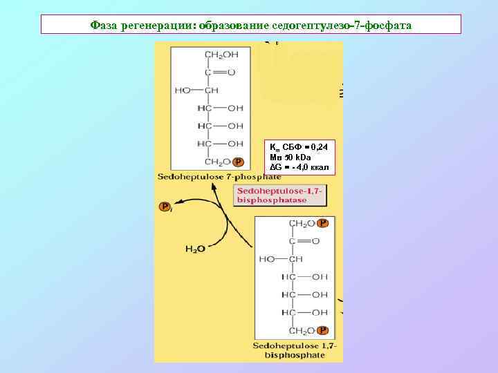 Фаза регенерации: образование седогептулезо-7 -фосфата Km СБФ = 0, 24 Мв 50 k. Da