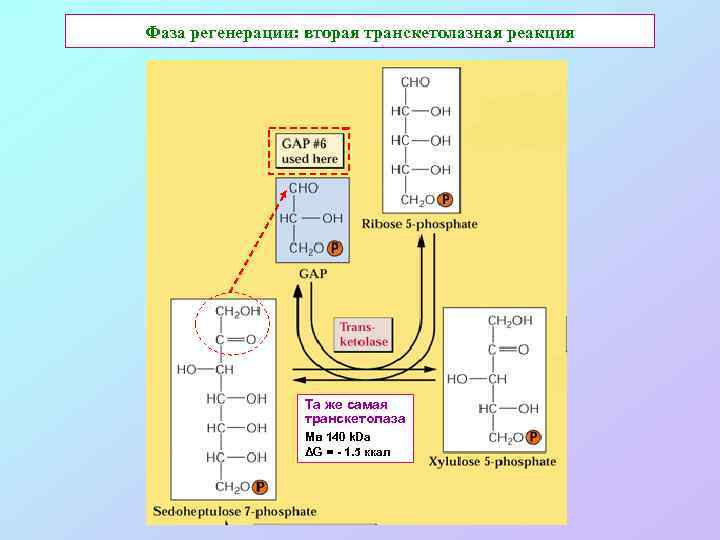 Фаза регенерации: вторая транскетолазная реакция Та же самая транскетолаза Мв 140 k. Da ΔG
