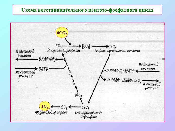 Схема восстановительного пентозо-фосфатного цикла 6 CO 2 1 C 6 