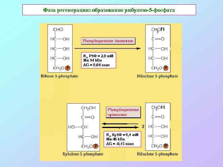 Фаза регенерации: образование рибулезо-5 -фосфата 2 2 Н Km Р 5 Ф = 2.