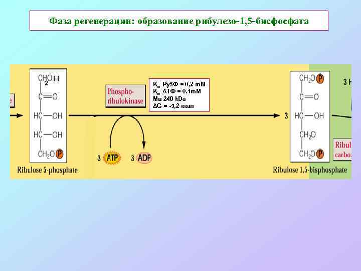 Фаза регенерации: образование рибулезо-1, 5 -бисфосфата 2 Н Km Ру5 Ф = 0, 2