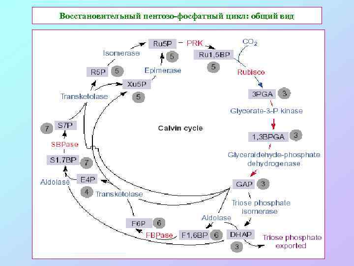 Восстановительный пентозо-фосфатный цикл: общий вид 
