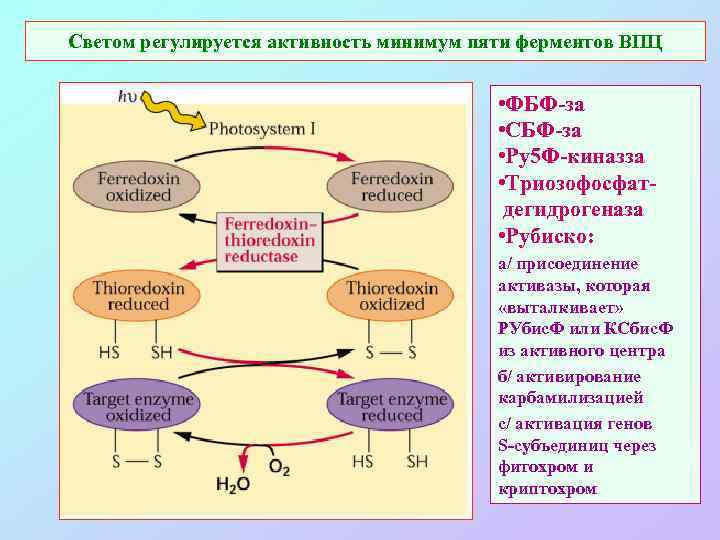 Светом регулируется активность минимум пяти ферментов ВПЦ • ФБФ-за • СБФ-за • Ру5 Ф-киназза