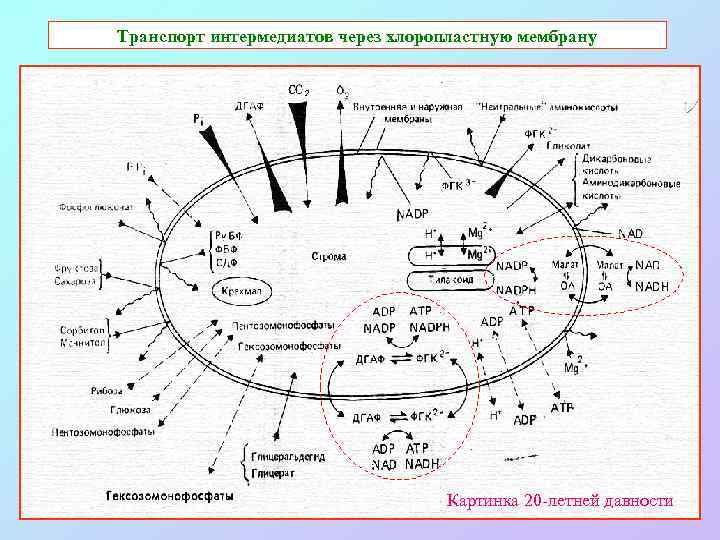 Транспорт интермедиатов через хлоропластную мембрану Картинка 20 -летней давности 