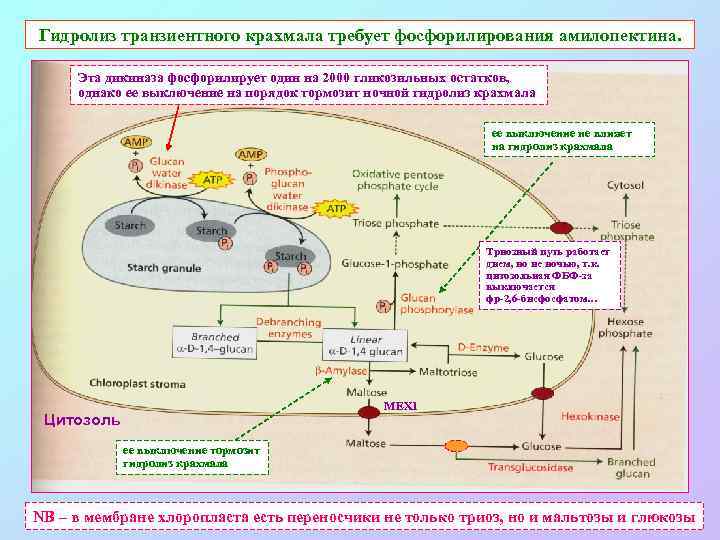 Гидролиз транзиентного крахмала требует фосфорилирования амилопектина. Эта дикиназа фосфорилирует один на 2000 гликозильных остатков,