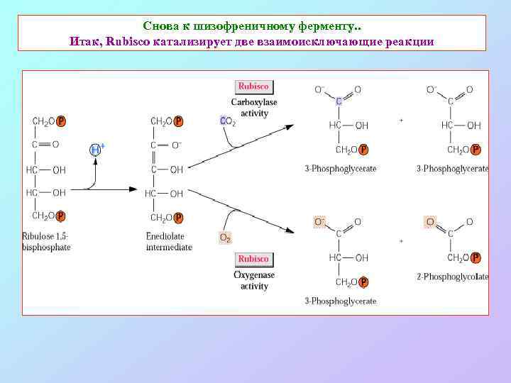 Снова к шизофреничному ферменту. . Итак, Rubisco катализирует две взаимоисключающие реакции 