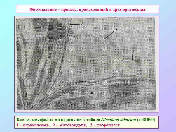 Фотодыхание – процесс, происходящий в трех органеллах Клетка мезофилла молодого листа табака Nicotiana tabacum