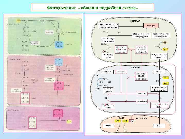 Фотодыхание - общая и подробная схемы. . 