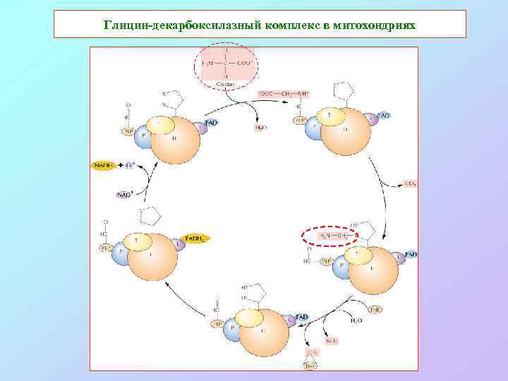 Глицин-декарбоксилазный комплекс в митохондриях 