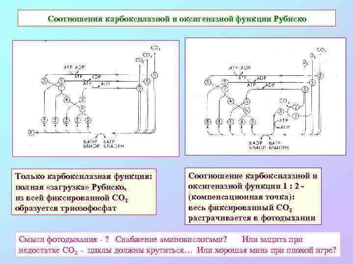 Соотношения карбоксилазной и оксигеназной функции Рубиско Только карбоксилазная функция: полная «загрузка» Рубиско, из всей