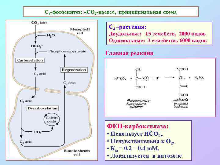 С 4 -фотосинтез: «СО 2 -насос» , принципиальная схема С 4 –растения: Двудольные: 15