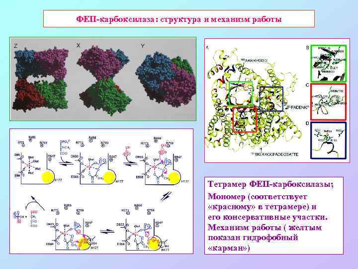 ФЕП-карбоксилаза: структура и механизм работы Тетрамер ФЕП-карбоксилазы; Мономер (соответствует «красному» в тетрамере) и его