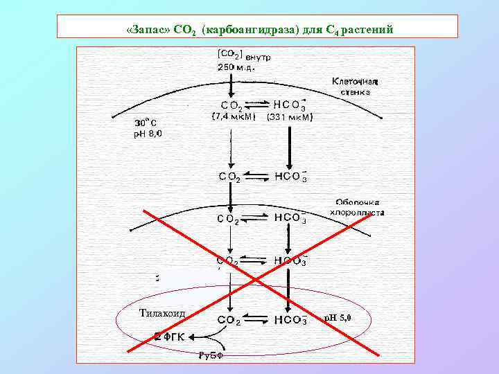  «Запас» СО 2 (карбоангидраза) для С 4 растений Тилакоид p. H 5, 0