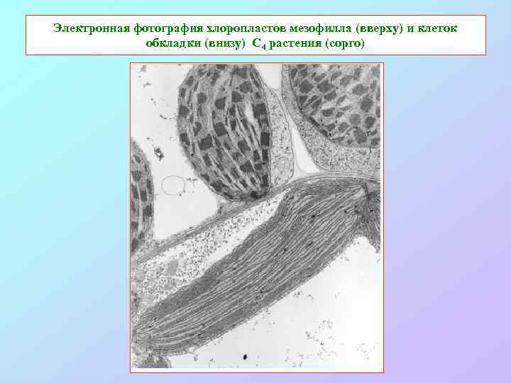 Электронная фотография хлоропластов мезофилла (вверху) и клеток обкладки (внизу) С 4 растения (сорго) 