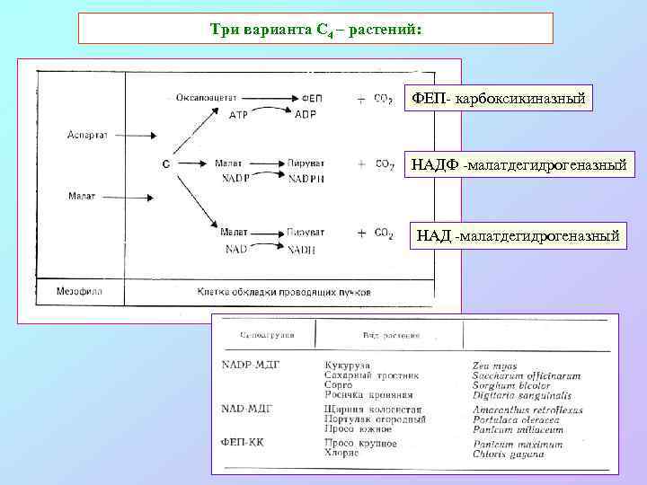 Три варианта С 4 – растений: ФЕП- карбоксикиназный НАДФ -малатдегидрогеназный НАД -малатдегидрогеназный 