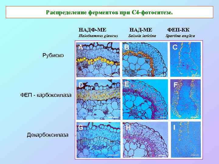 Распределение ферментов при С 4 -фотоситезе. НАДФ-МЕ Halothamnus glaucus Рубиско ФЕП - карбоксилаза Декарбоксилаза