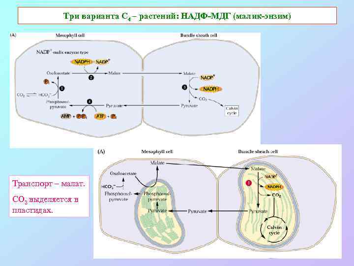 Три варианта С 4 – растений: НАДФ-МДГ (малик-энзим) Транспорт – малат. СО 2 выделяется
