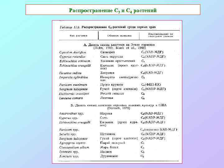 Распространение С 3 и С 4 растений 