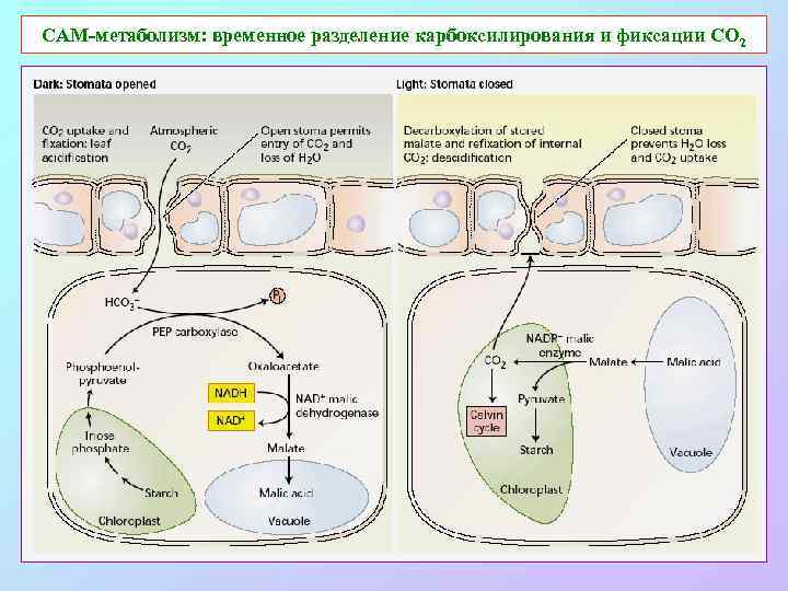 САМ-метаболизм: временное разделение карбоксилирования и фиксации СО 2 