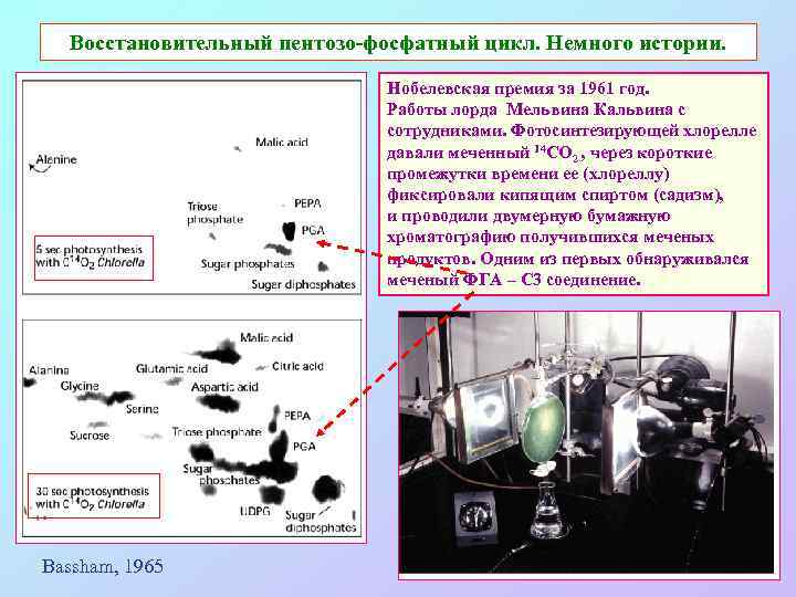 Восстановительный пентозо-фосфатный цикл. Немного истории. Нобелевская премия за 1961 год. Работы лорда Мельвина Кальвина