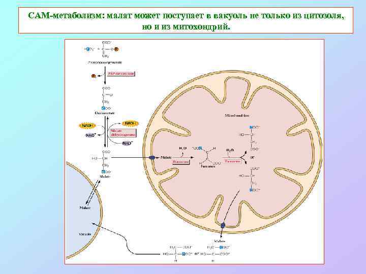 САМ-метаболизм: малат может поступает в вакуоль не только из цитозоля, но и из митохондрий.
