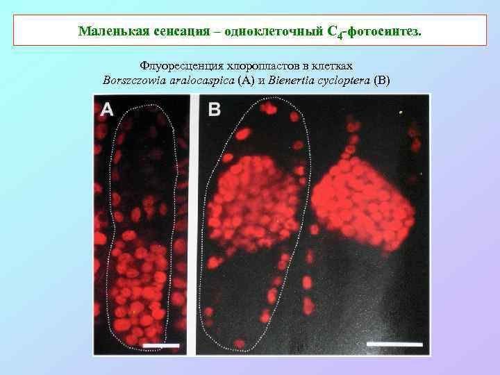 Маленькая сенсация – одноклеточный С 4 -фотосинтез. Флуоресценция хлоропластов в клетках Borszczowia aralocaspica (A)