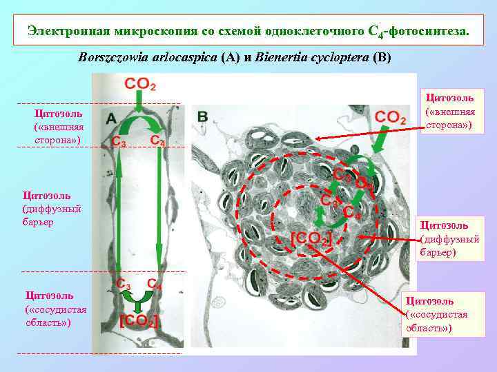 Электронная микроскопия со схемой одноклеточного С 4 -фотосинтеза. Borszczowia arlocaspica (A) и Bienertia cycloptera