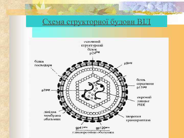 Схема структорної будови ВІЛ 