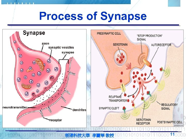 Process of Synapse 朝陽科技大學 李麗華 教授 11 