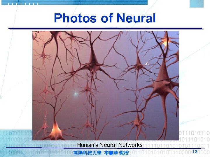 Photos of Neural Human’s Neural Networks 朝陽科技大學 李麗華 教授 13 