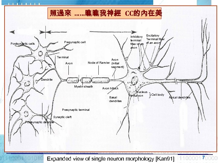 照過來 ……瞧瞧我神經 CC的內在美 Inhibitory Excitatory Terminal fiber terminal fiber of an axon Presynaptic cell