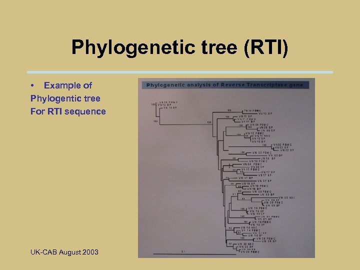 Phylogenetic tree (RTI) • Example of Phylogentic tree For RTI sequence UK-CAB August 2003