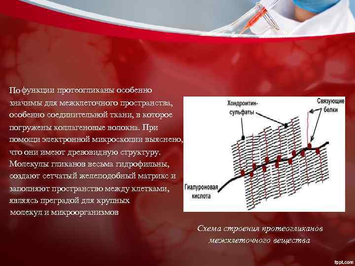 По функции протеогликаны особенно значимы для межклеточного пространства, особенно соединительной ткани, в которое погружены